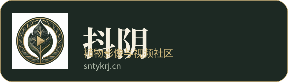 抖阴